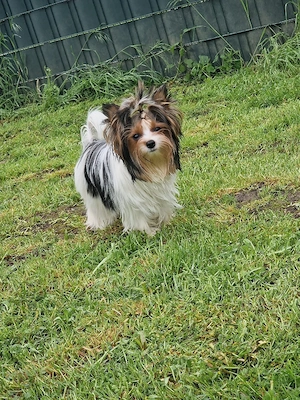 Süße Mädels Biewer Terrier 