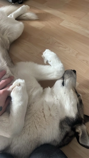 Husky abzuben 