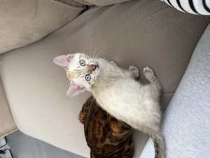 Bengal Kitten W  Bild 2