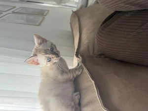 Bengal Kitten W  Bild 3