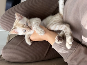 Bengal Kitten W  Bild 5