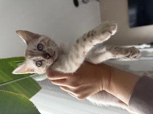 Bengal Kitten W  Bild 4