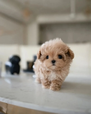 Maltipoo-Welpe