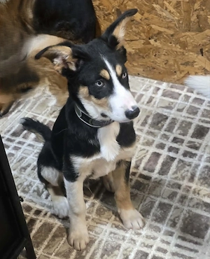 Simba - hat jemand ein Körbchen frei? Bild 3