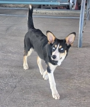 Simba - hat jemand ein Körbchen frei?