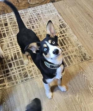 Simba - hat jemand ein Körbchen frei? Bild 4