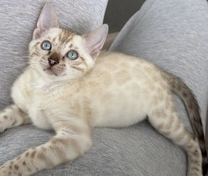 Bengal Kitten W 