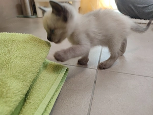3 zuckersüße Mix-Kätzchen (ca. 62,5% Siamese) mit strahlend blauen Augen suchen ihr Glück, je 200  Bild 2