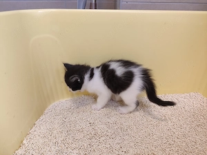 3 zuckersüße Mix-Kätzchen (ca. 62,5% Siamese) mit strahlend blauen Augen suchen ihr Glück, je 200  Bild 6