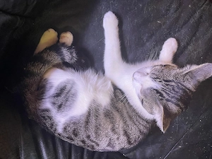 Hübscher lieber  Kater will umziehen         !!!!!!!!!!!!RESERVIERT!!!!!!!!!!!!!