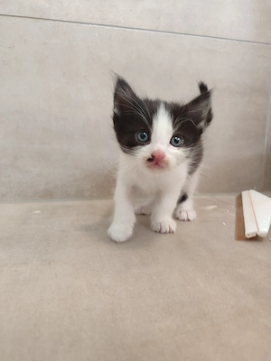 3 zuckersüße Mix-Kätzchen (ca. 62,5% Siamese) mit strahlend blauen Augen suchen ihr Glück, je 200  Bild 5