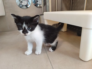 3 zuckersüße Mix-Kätzchen (ca. 62,5% Siamese) mit strahlend blauen Augen suchen ihr Glück, je 200  Bild 3