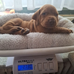 Noch 1 Magyar Vizslawelpe Rüde
