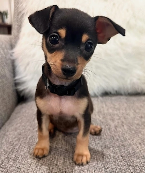 Mini Chihuahua Welpen 