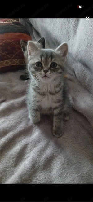 britisch kurzhaar kater 