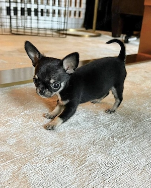Mini Chihuahua Welpen
