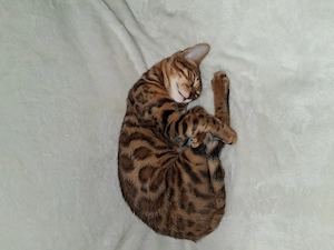 Bengal Deckkater