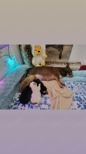 4 Wunderschöne CHi-Babys sind geboren !