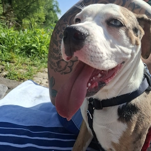 American Bulldog 