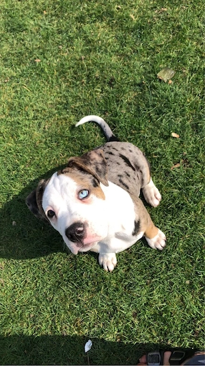 American Bulldog 