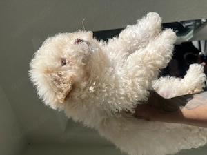 Maltipoo welpe