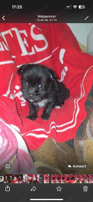 chihuahua mix mädchen 