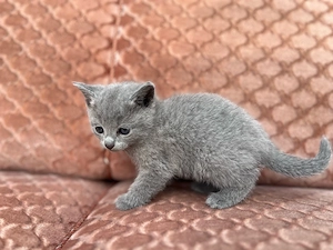 edle Russisch Blau Kitten weiblich reinrassig für Allergiker geeignet