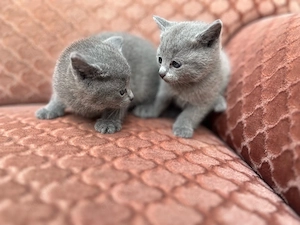 edle Russisch Blau Kitten weiblich reinrassig für Allergiker geeignet