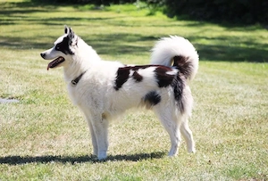 Yakutian Laika Welpen