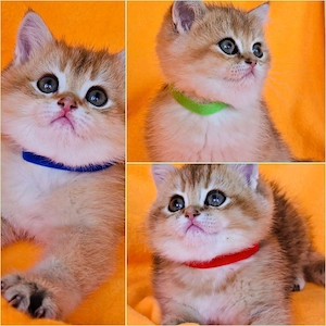 Bkh Kitten mit Stammbaum 