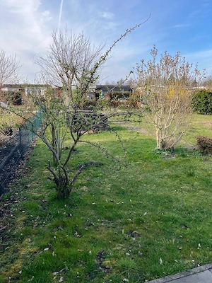    Garten zu vermieten Nähe Ackerstr. in Hoyerswerda     Bild 2