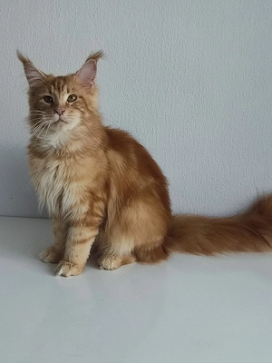 Main Coon Deckkater 