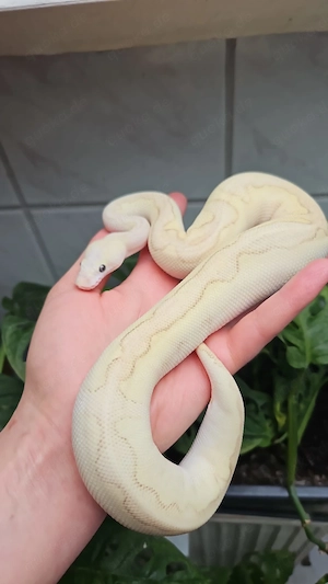 Superpastel Butter Enchi Clown, Königspython 