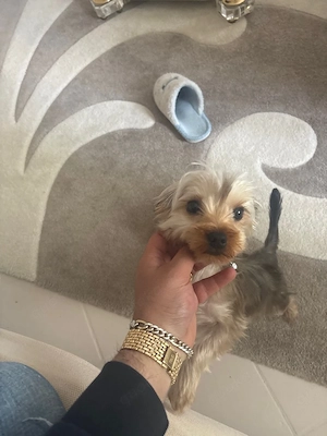 Yorkshire Terrier,  Dreckrpde gesucht