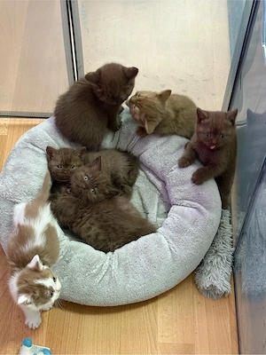 Bkh Kitten 