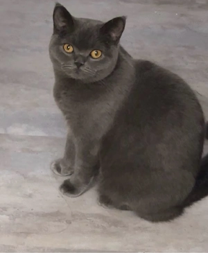Katze bkh 10 monate alt kitten