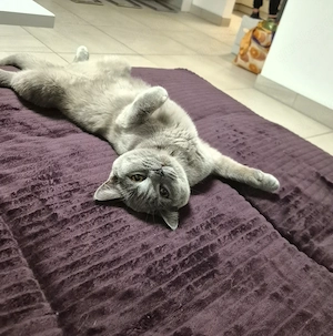 3 British Shorthair Katzen suchen ein liebevolles Zuhause  Bild 6