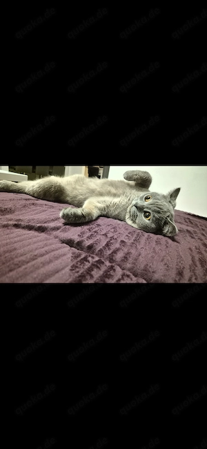 3 British Shorthair Katzen suchen ein liebevolles Zuhause  Bild 5
