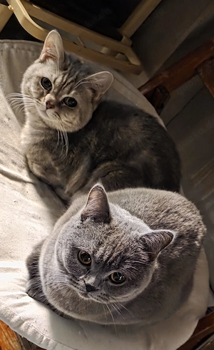 3 British Shorthair Katzen suchen ein liebevolles Zuhause  Bild 2