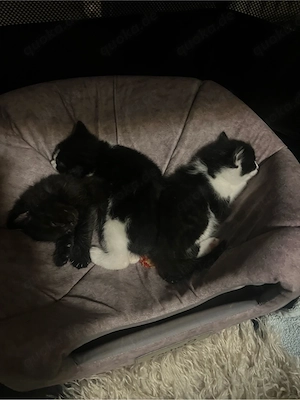Hauskatze Kätzchen 