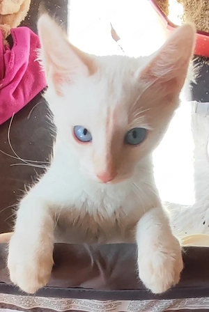 Sphynx Brush Katarle   