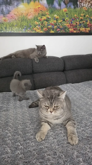 3 British Shorthair Katzen suchen ein liebevolles Zuhause  Bild 9