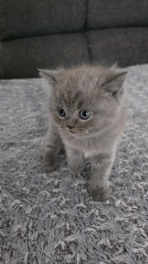 3 British Shorthair Katzen suchen ein liebevolles Zuhause  Bild 3
