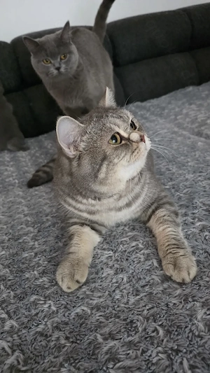 3 British Shorthair Katzen suchen ein liebevolles Zuhause  Bild 10