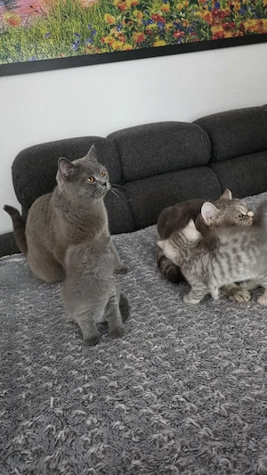 3 British Shorthair Katzen suchen ein liebevolles Zuhause  Bild 4