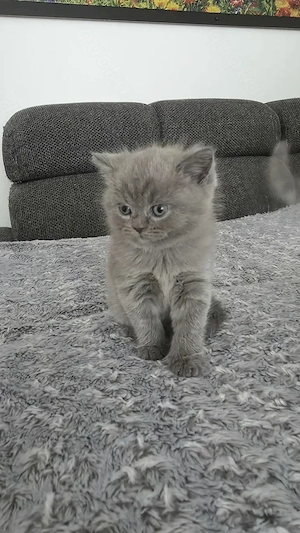 3 British Shorthair Katzen suchen ein liebevolles Zuhause 