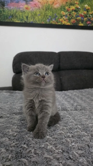 3 British Shorthair Katzen suchen ein liebevolles Zuhause  Bild 8