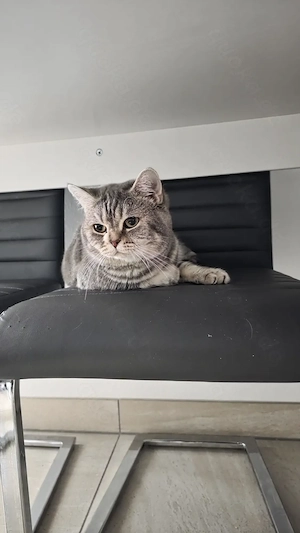 3 British Shorthair Katzen suchen ein liebevolles Zuhause  Bild 7