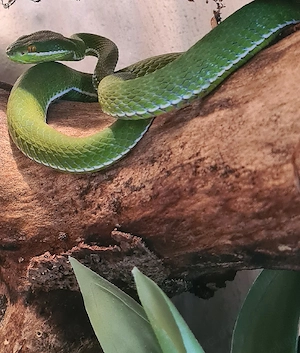 1.0 Trimeresurus albolabris 