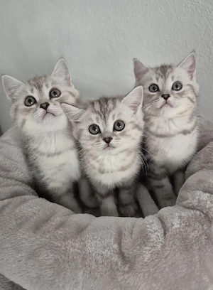 BKH Silber Tabby